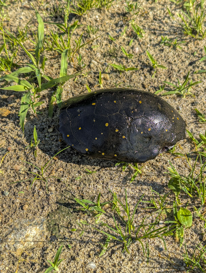 Spotted turtle on sandy ground, its dark shell marked with bright yellow spots
