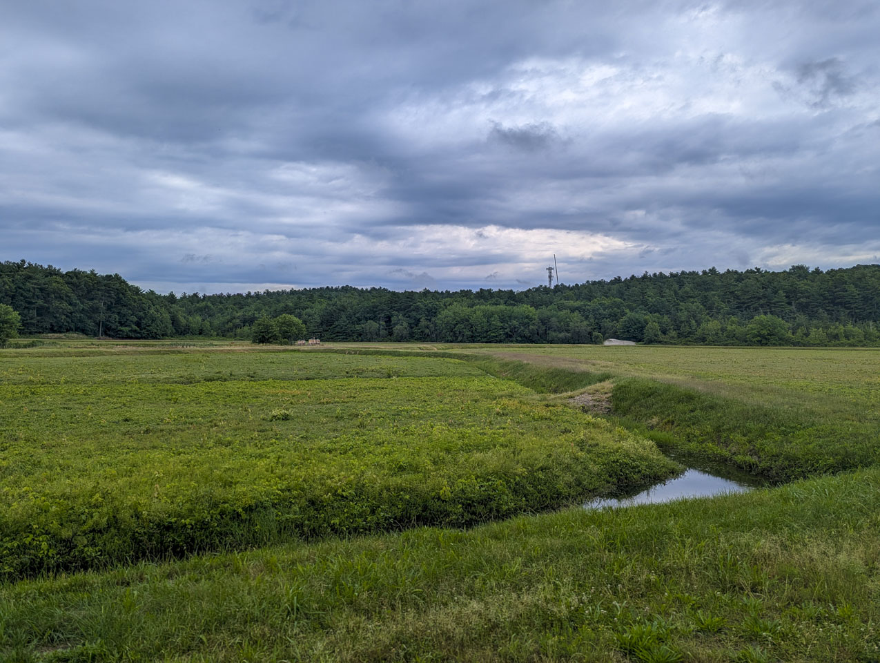 Wide view of the green cranberry bog under dark cloudy skies, with a narrow water channel in the foreground and a cell tower in the distance