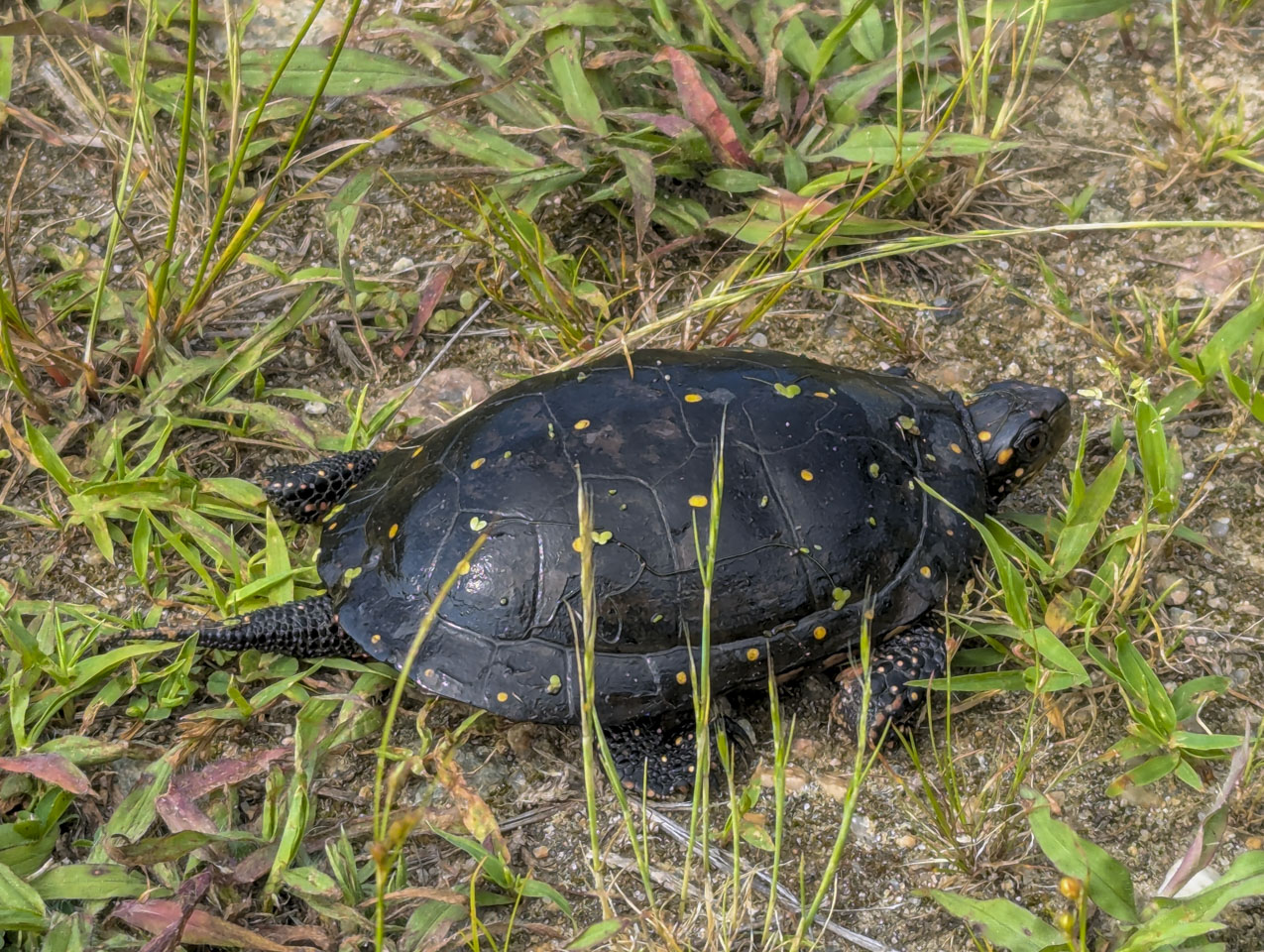 Spotted turtle in grass and sandy soil, shown from the side with yellow spots across its shell