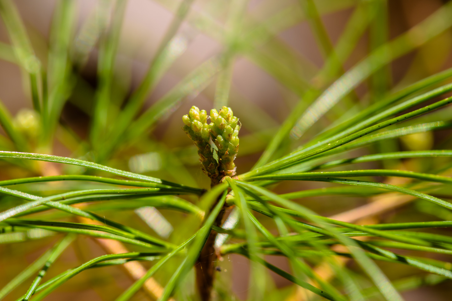 Tip of a pine branch