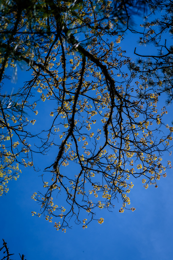 Looking up at the sky through a tree in Spring