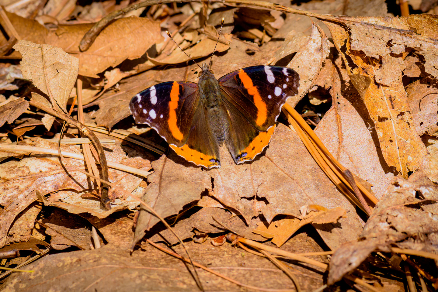 Butterfly on last years leaves