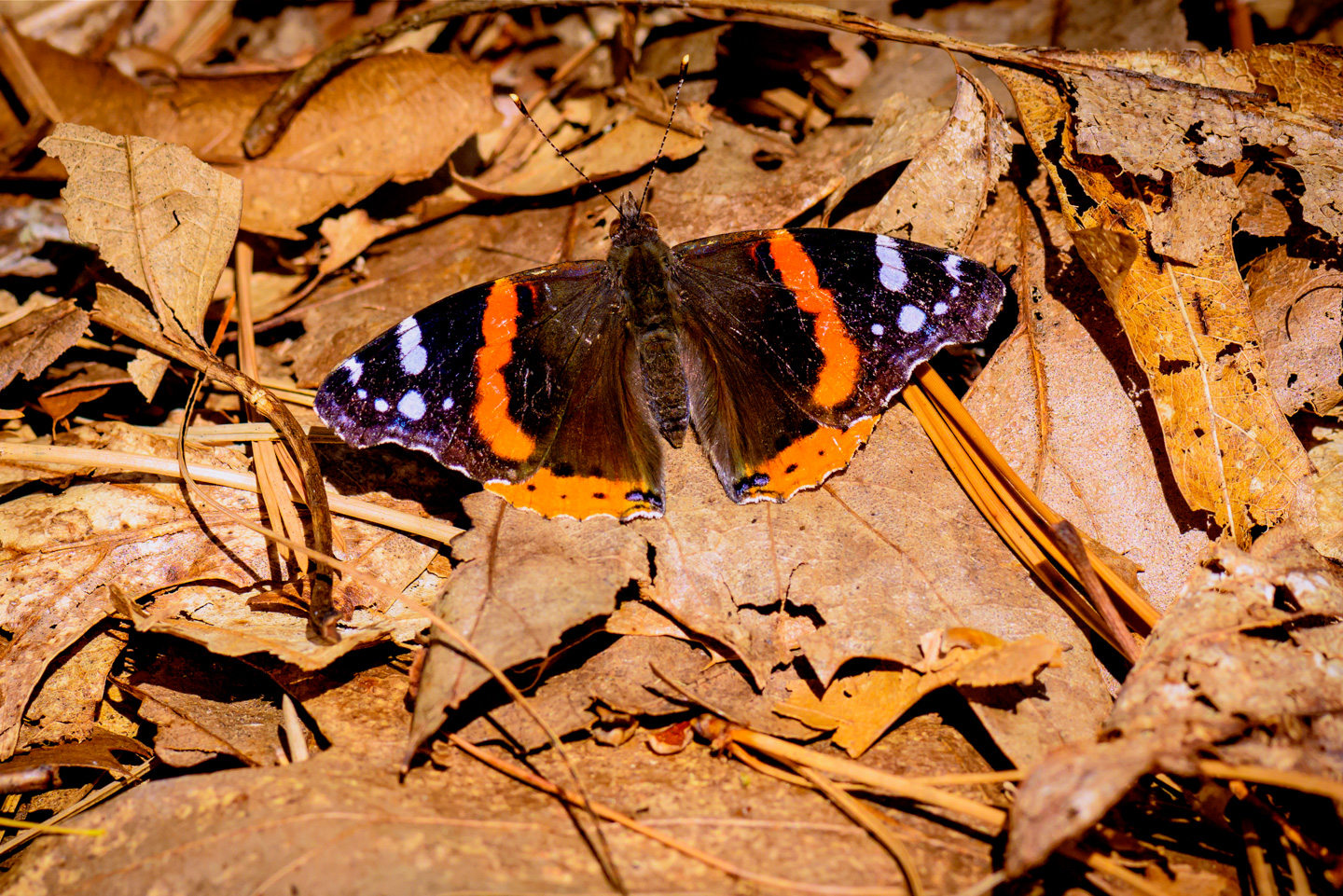 Butterfly with wings open on last years leaves