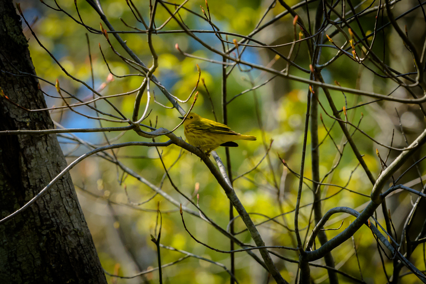 Yellow Warbler