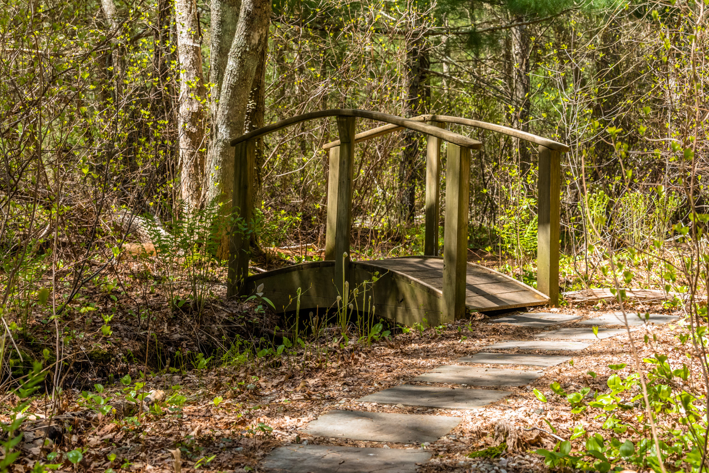 Small footbridge over a brook in the woods