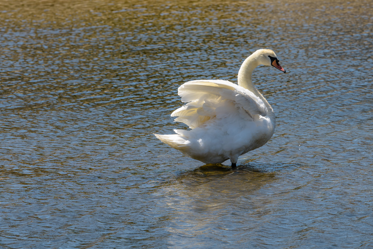 Mute Swan