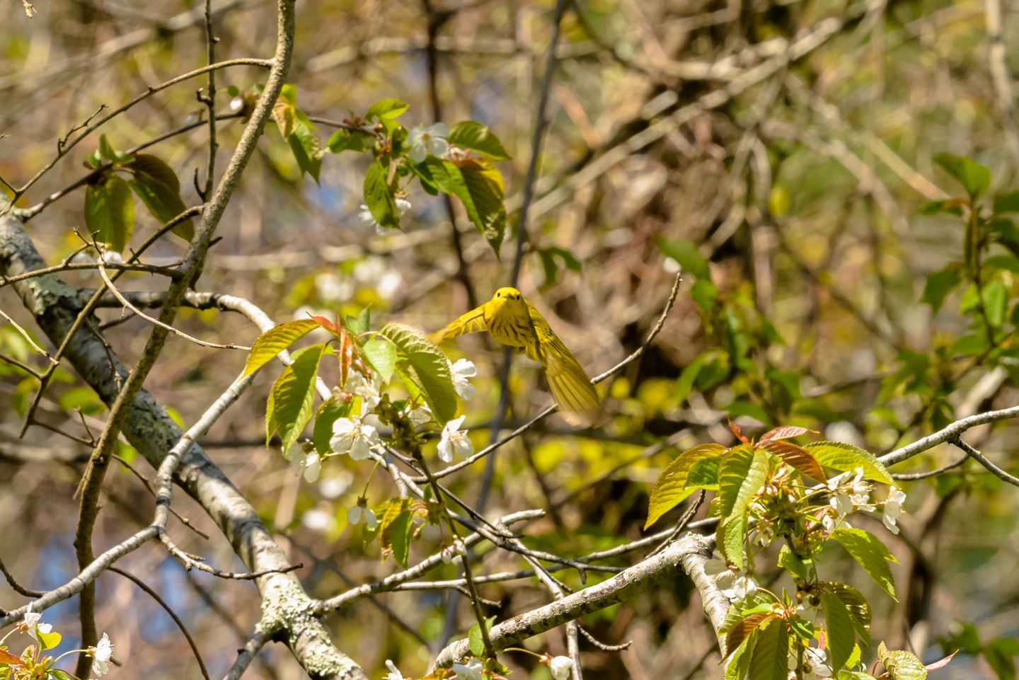 Yellow Warbler flying towards viewer