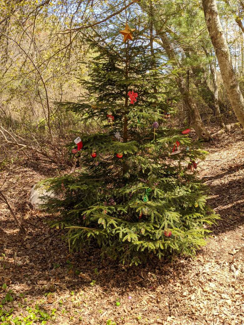 Tree in the woods with Christmas decorations