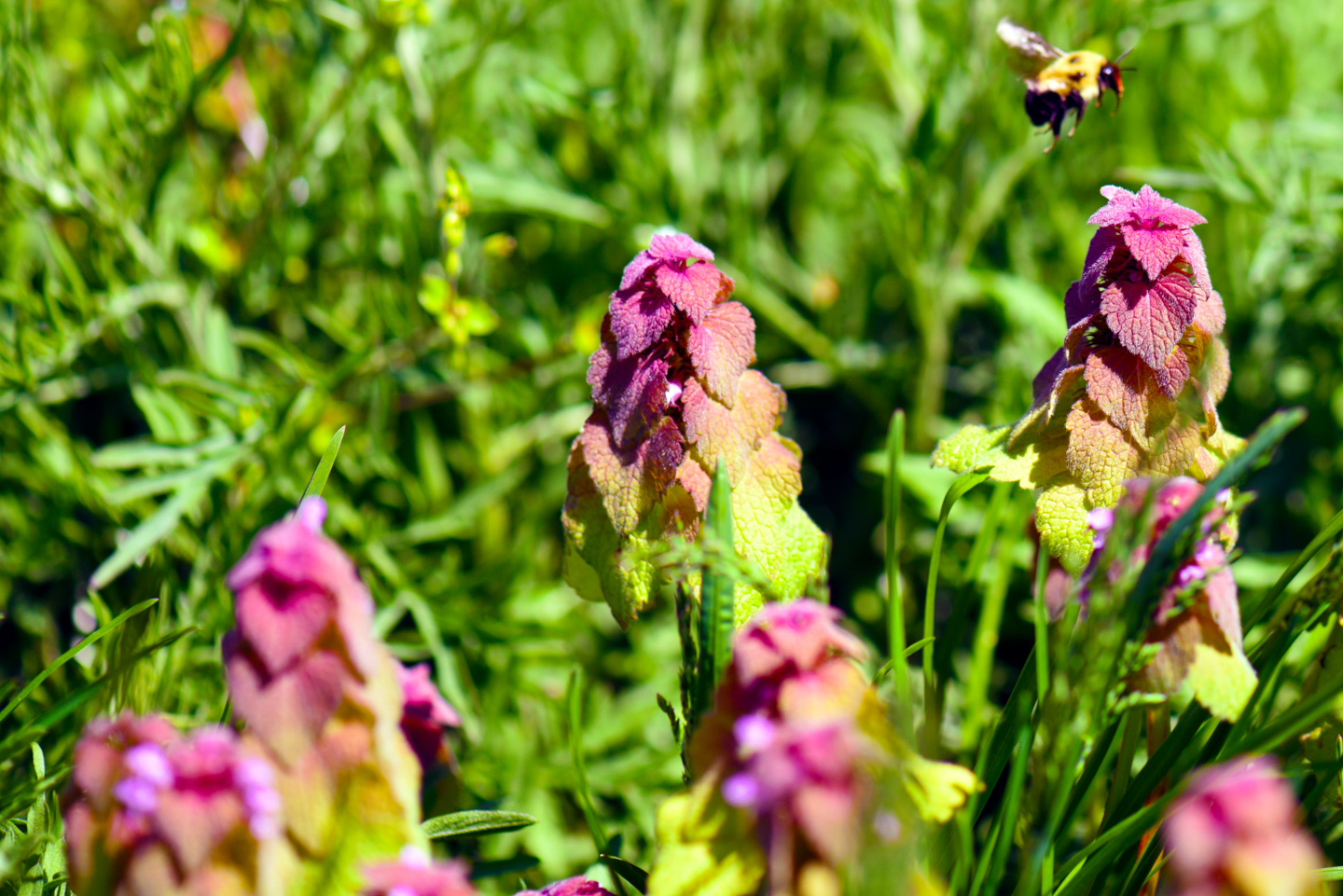 Dead Nettle with a bee approaching from the corner of the photograph
