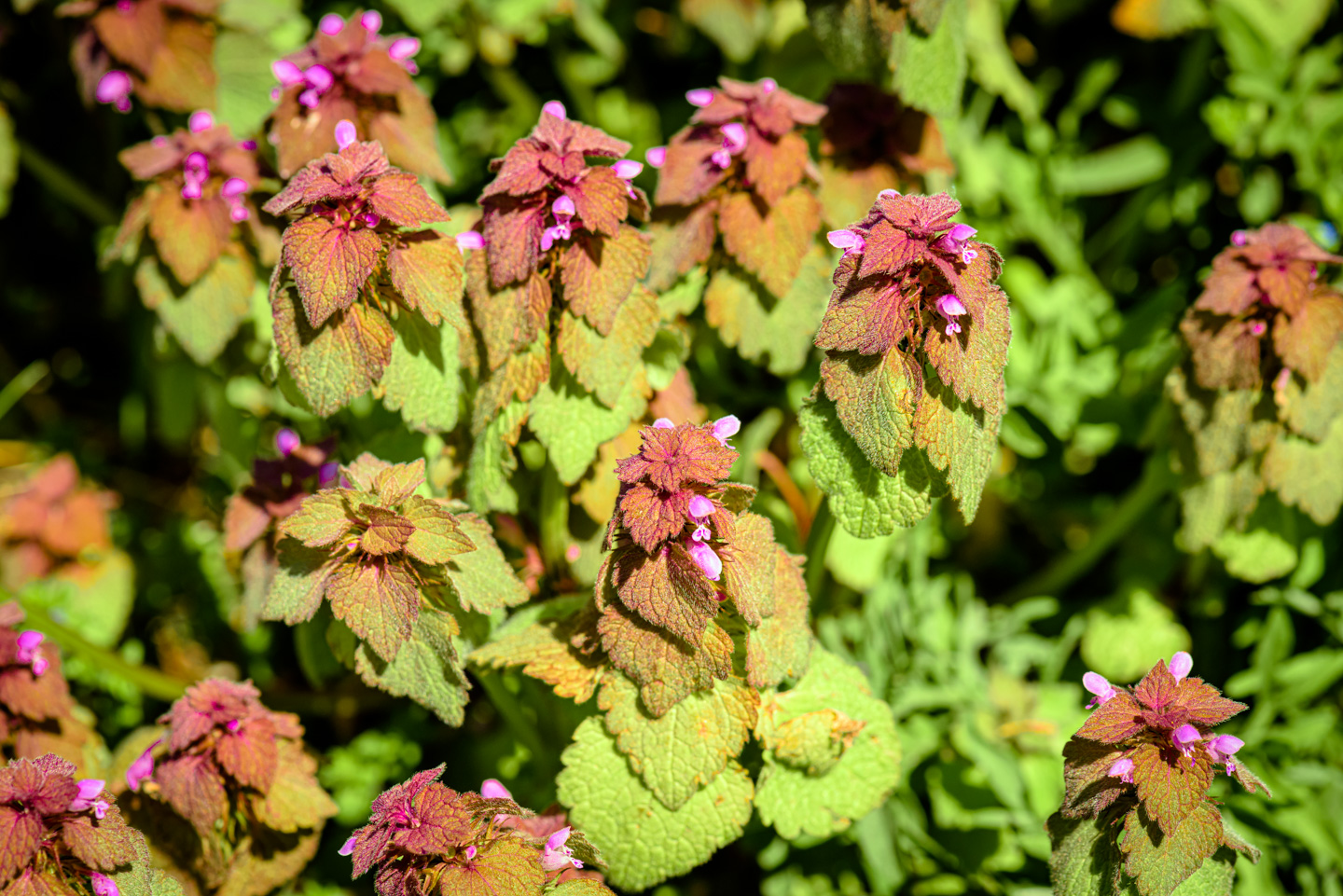 Dead Nettle plants