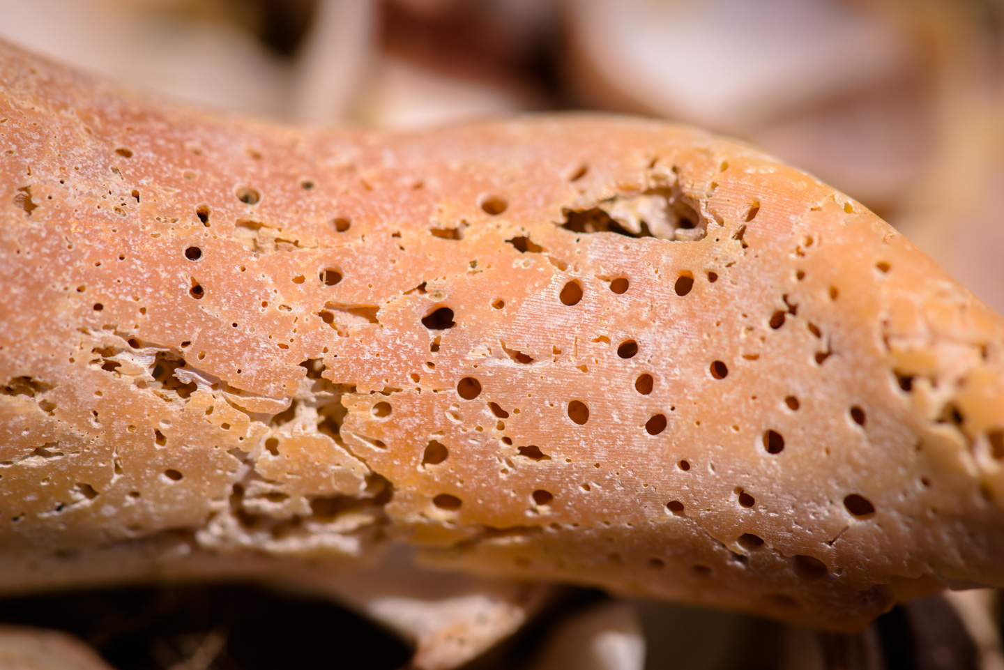 close-up of a shell that shows texture and holes