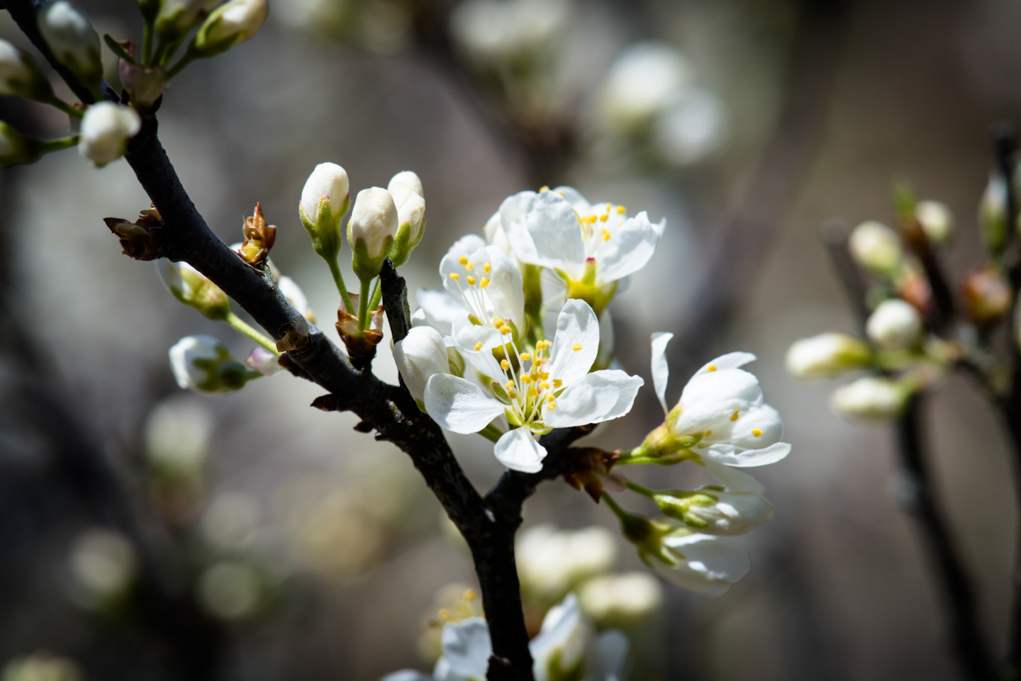 rosa multiflora flowers