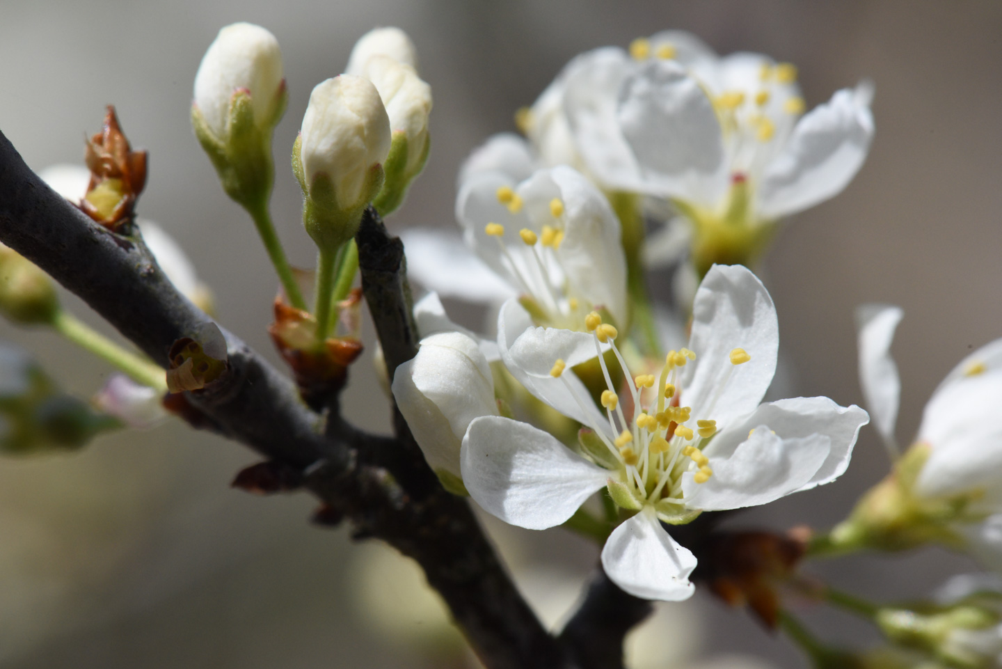 rosa multiflora flowers