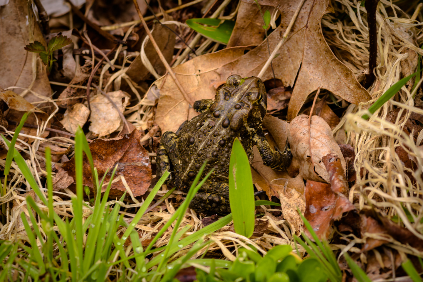 A toad nestled in the leaves