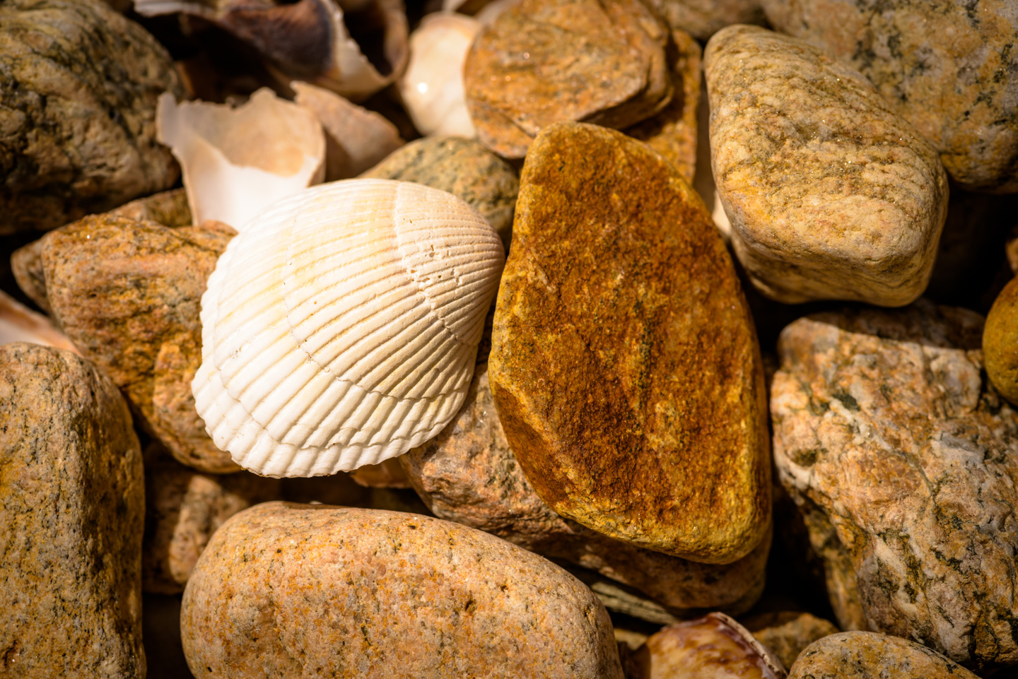 Picture of a shell and a rock