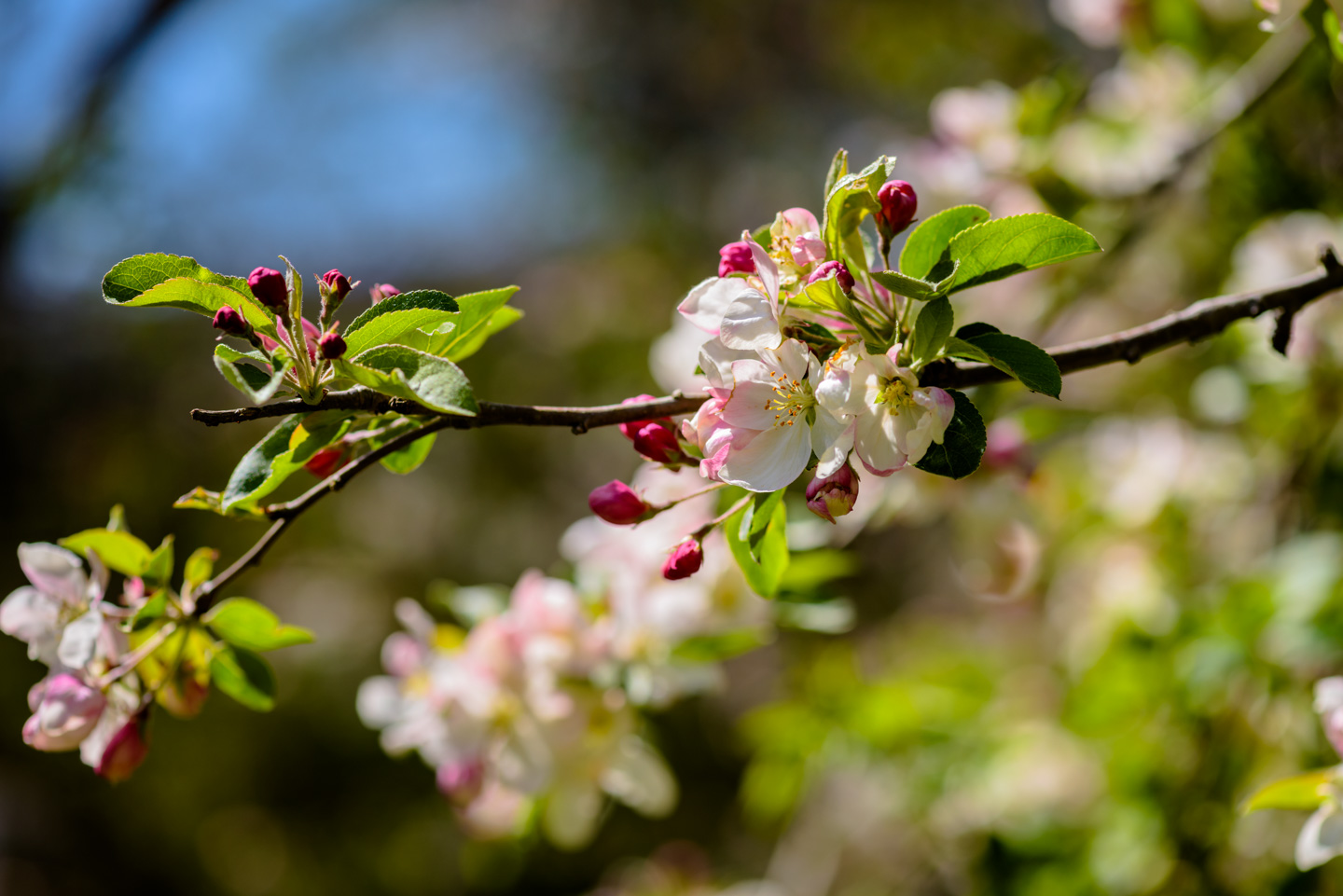 Apple Tree Blossoms