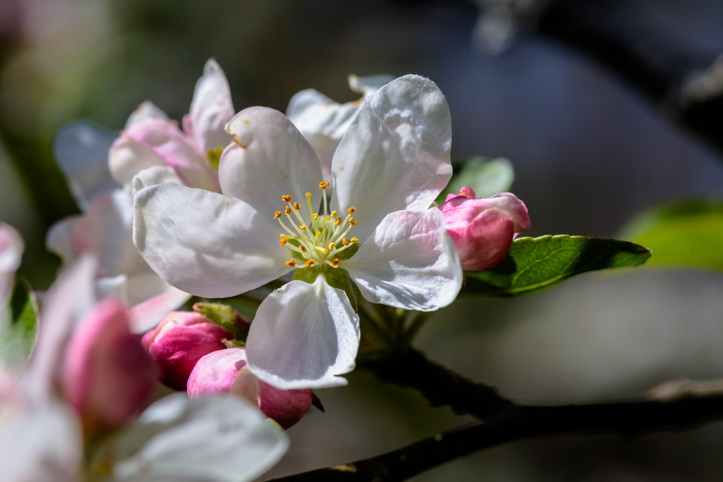 Apple Tree Blossoms