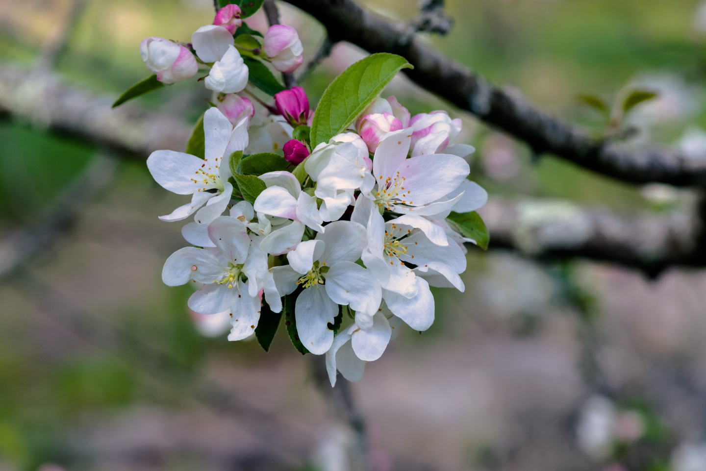 Apple Tree Blossoms