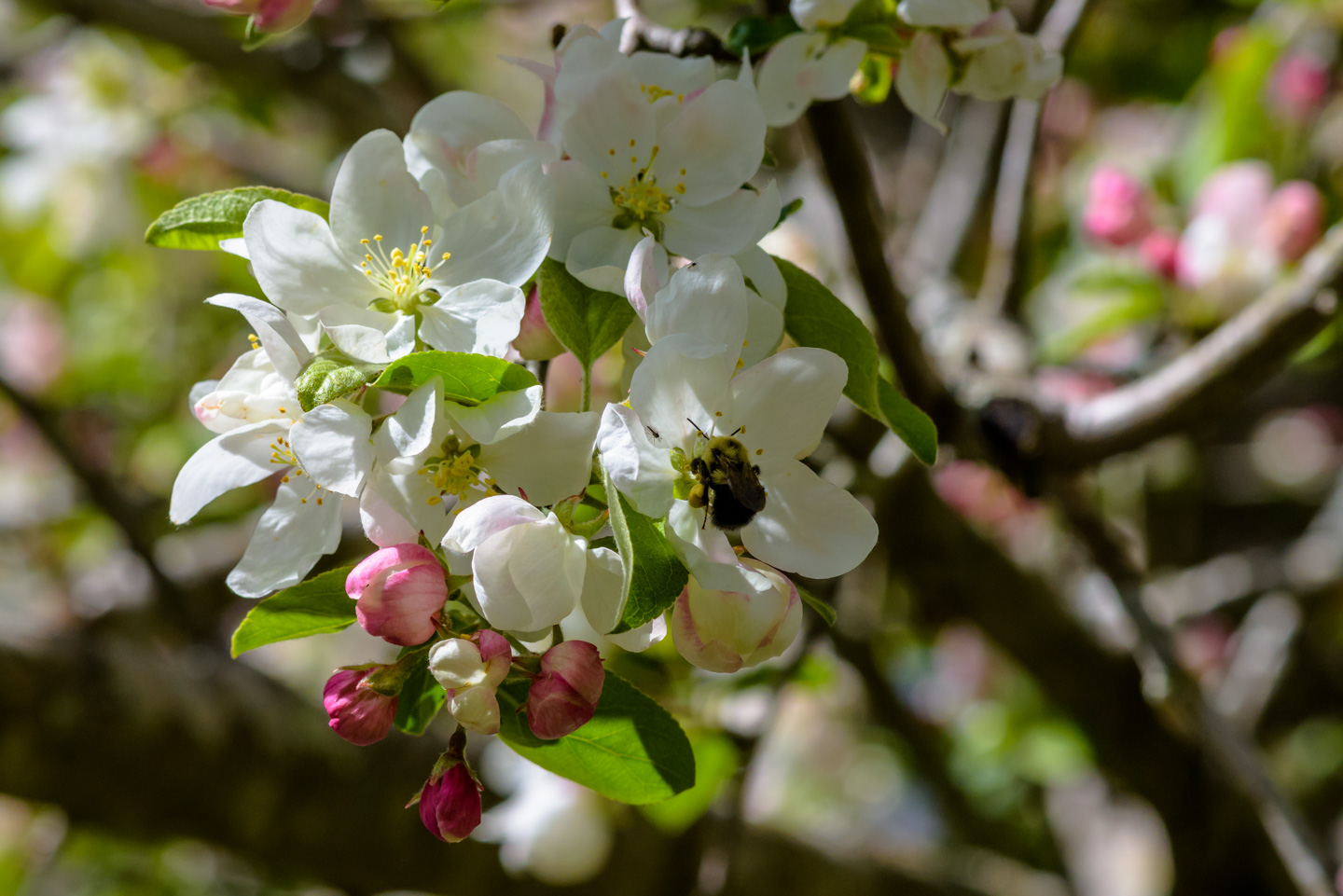 A bee on an apple blossom with pollen attached to its legs