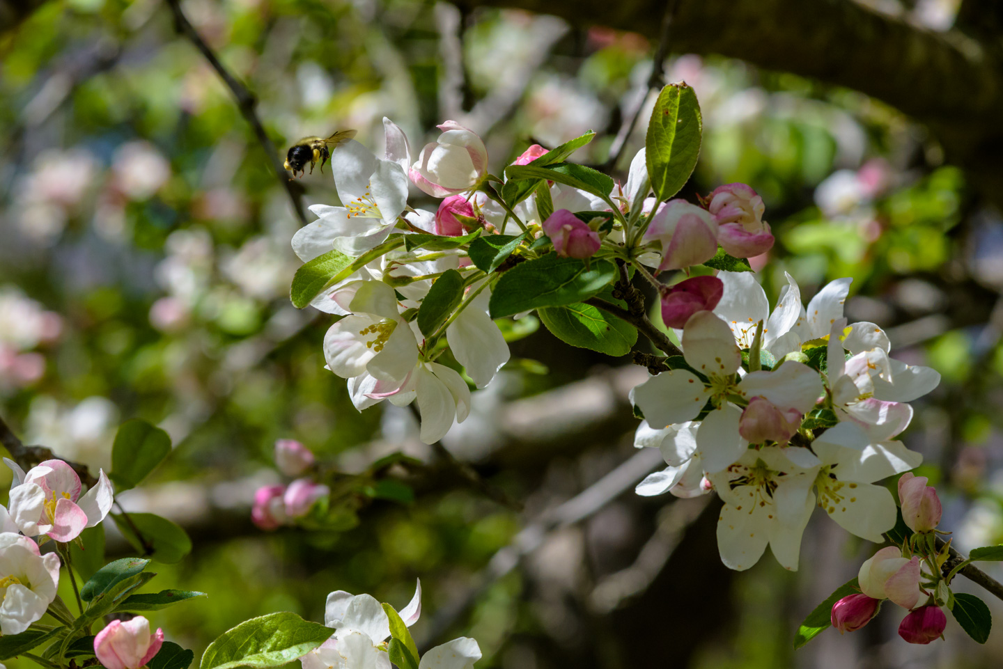 A bee approaches an apple blossom