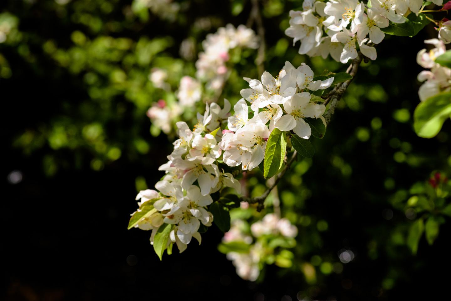 Apple Tree Blossoms on a branch