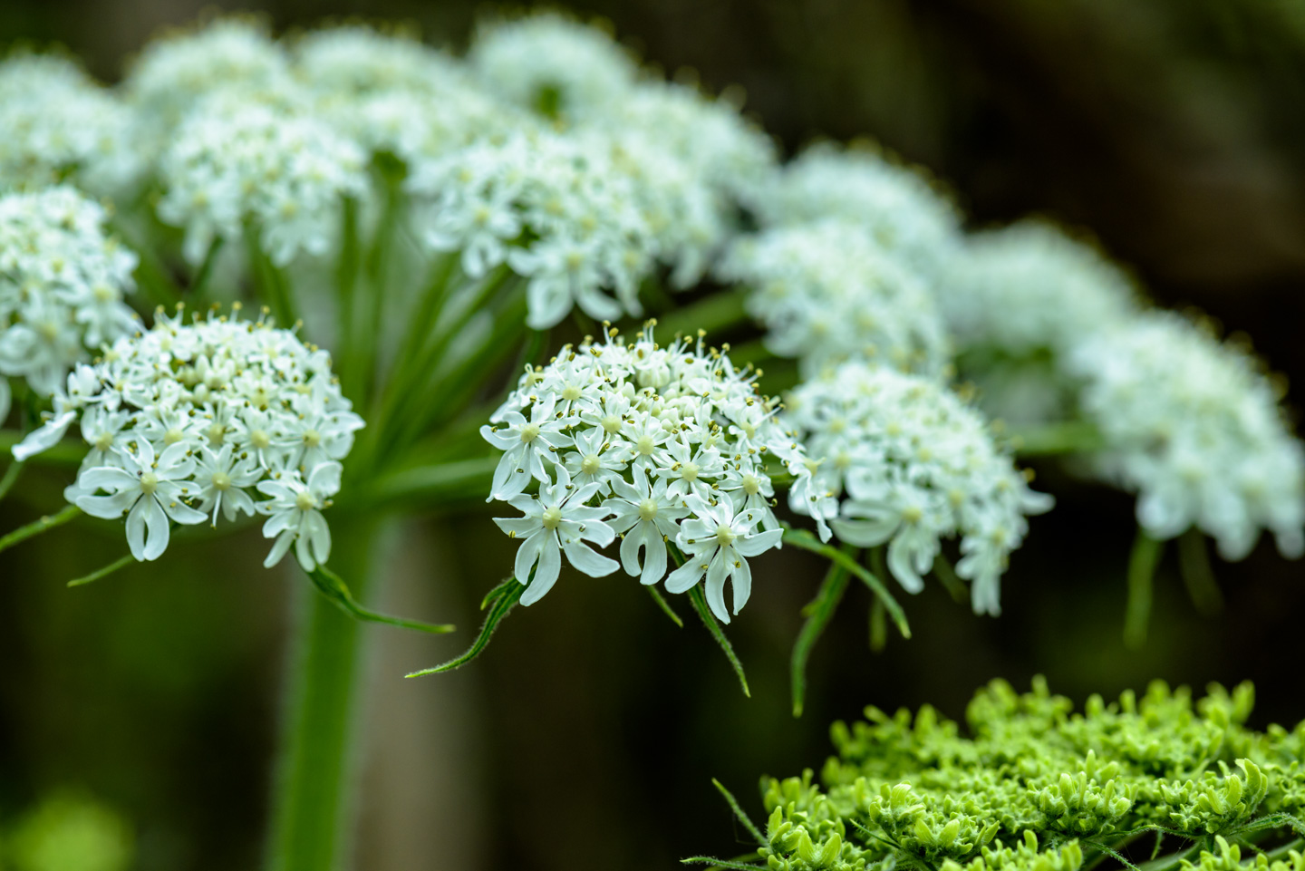 Cow Parsnip flowers