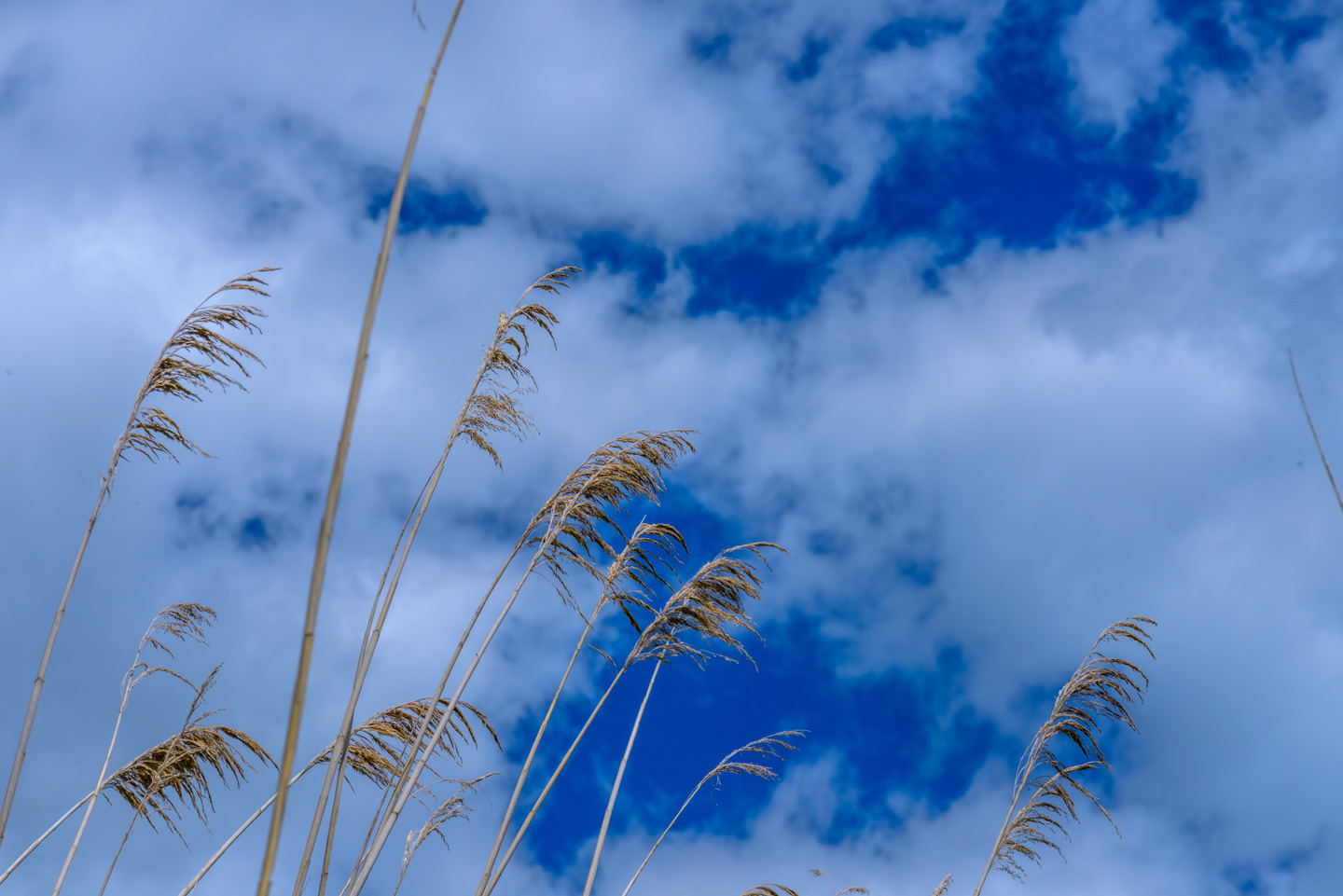 Marsh grasses with clouds