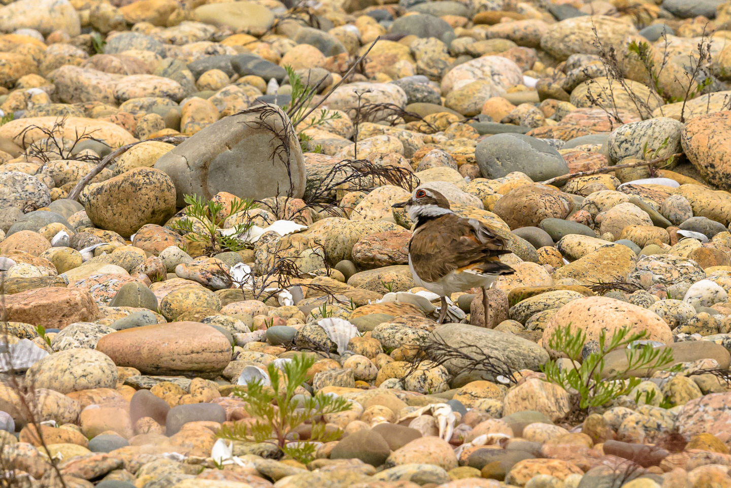 Killdeer plover bird