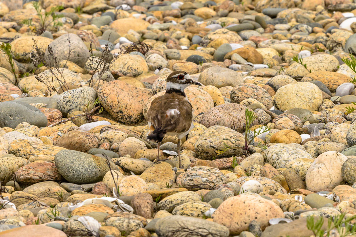 Killdeer plover bird