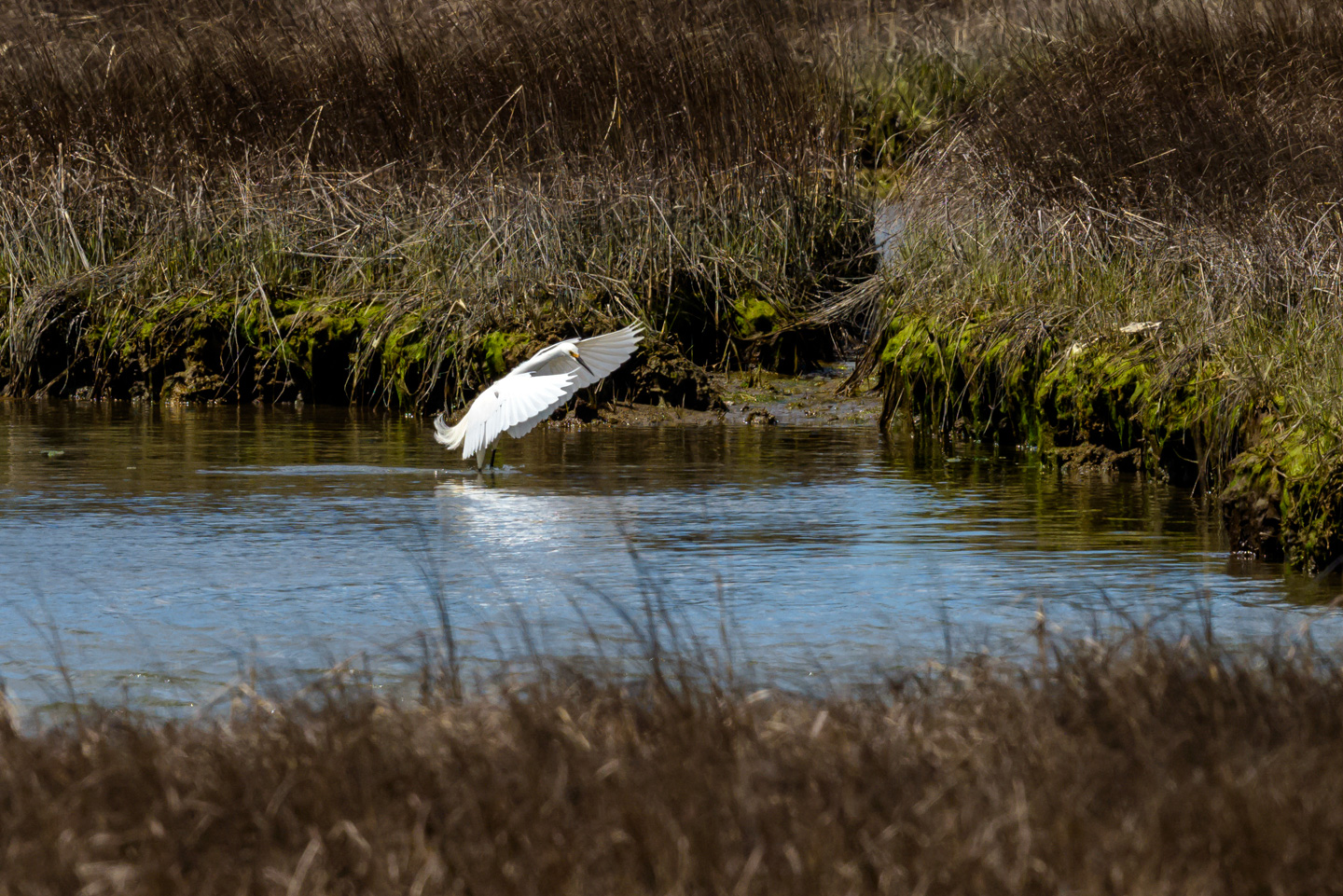 Snow Egret