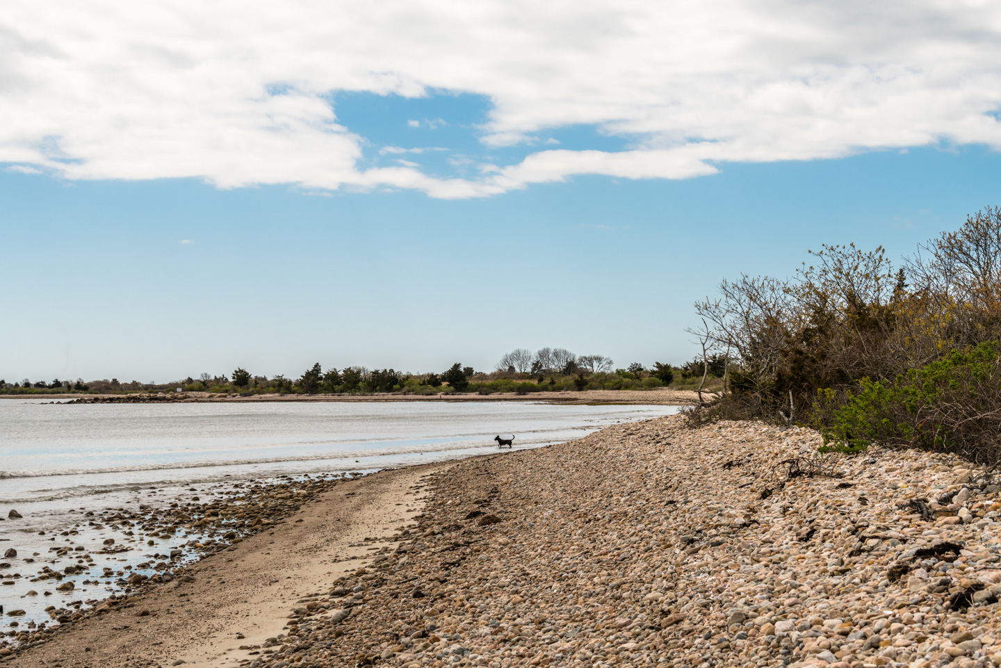 A dog wading into the seawater