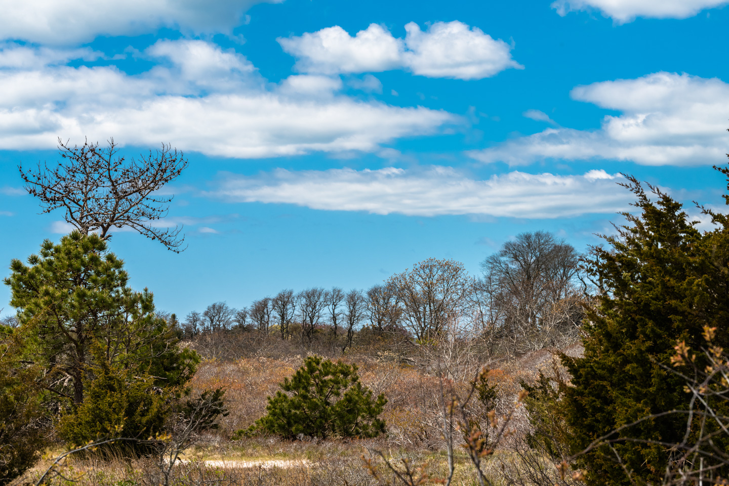 A wooded section of Demarest Lloyd State Park`