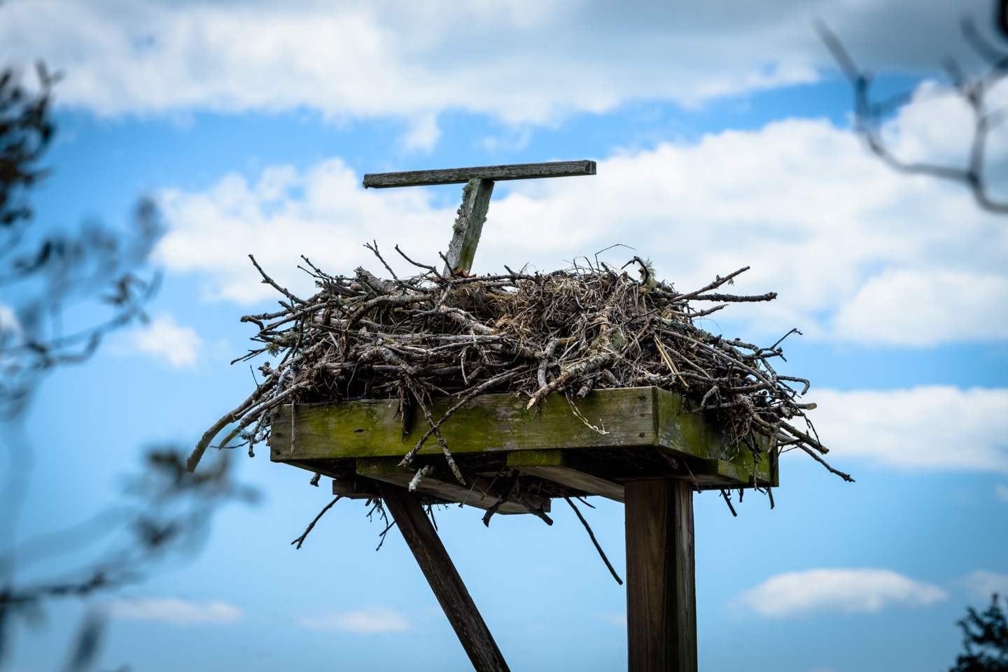 Osprey nest on a stand