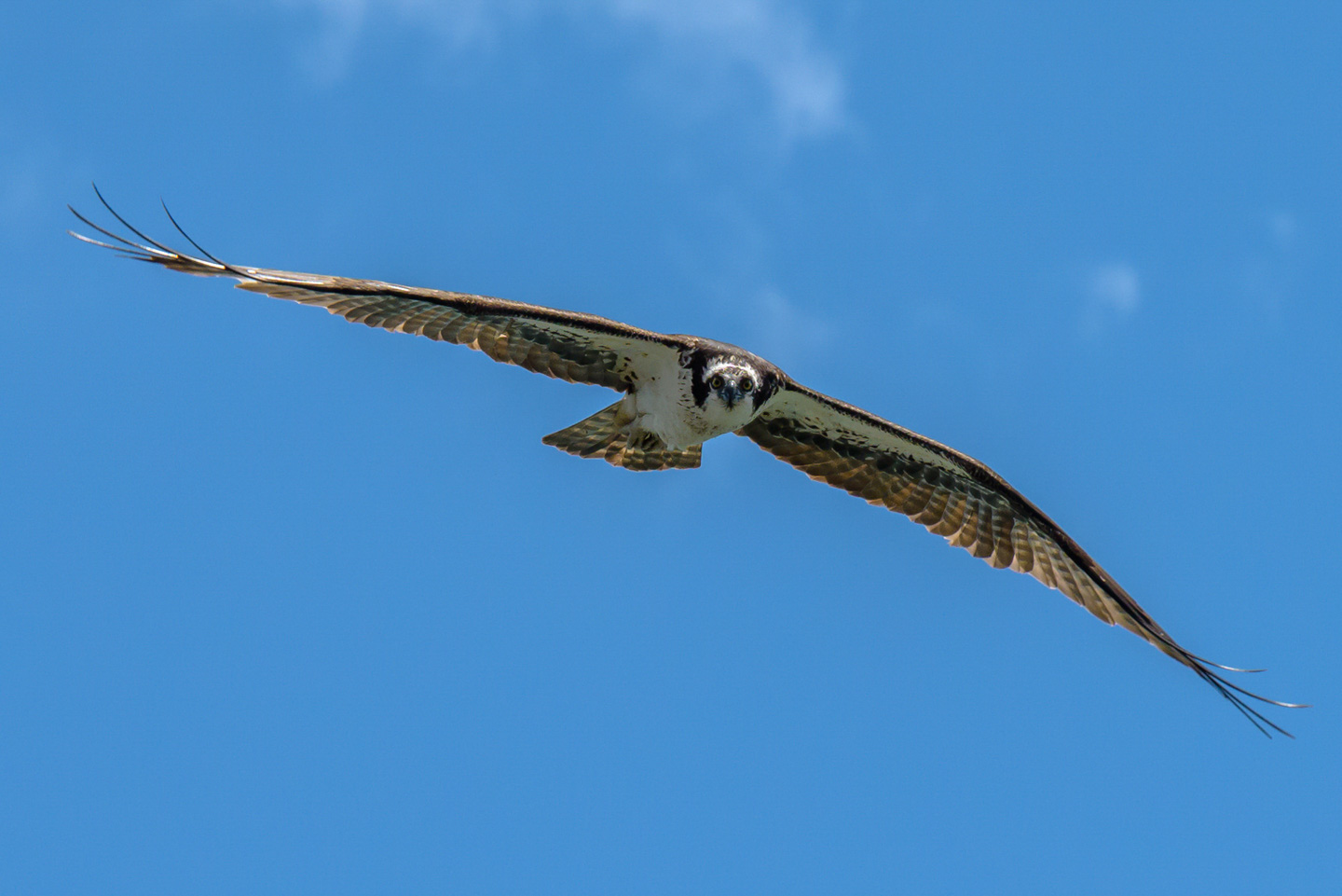 Osprey looking directly at the camera