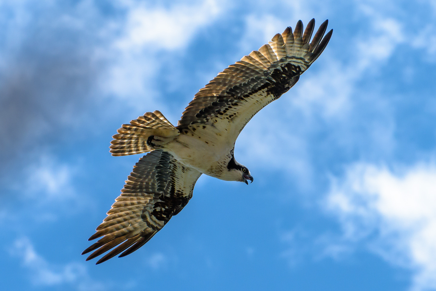 An osprey flying