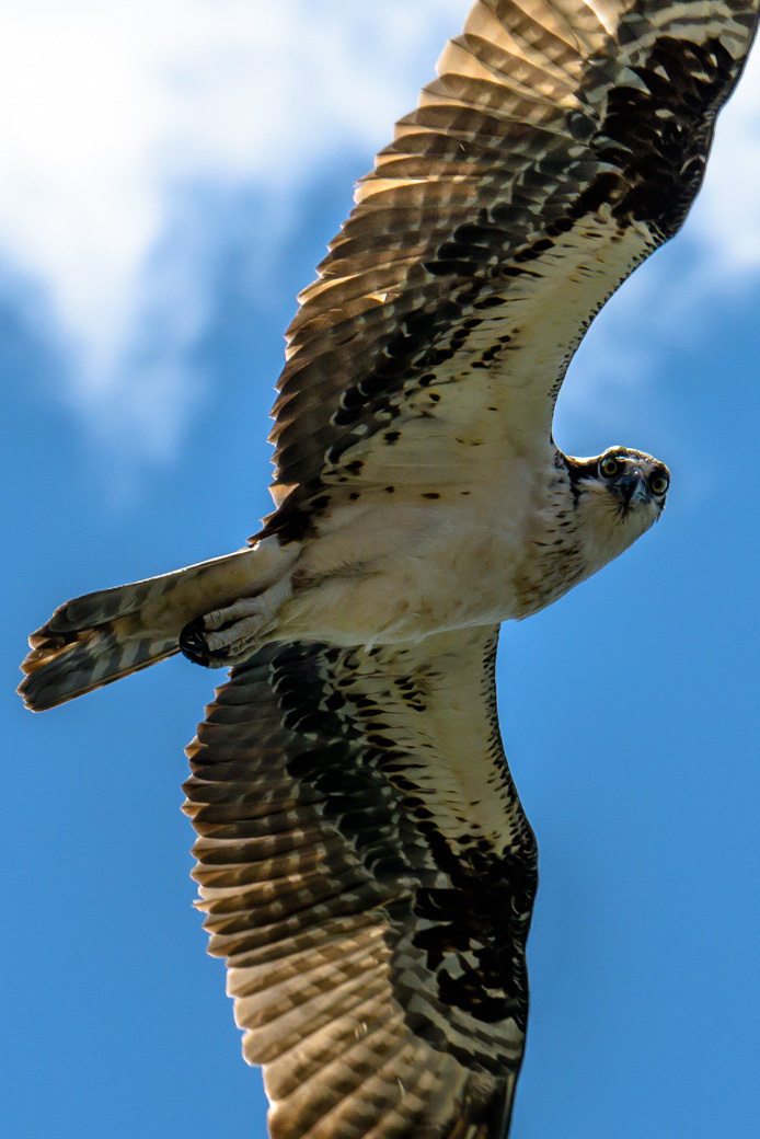 Osprey looking directly at the camera, with talons starting to open, and mouth open