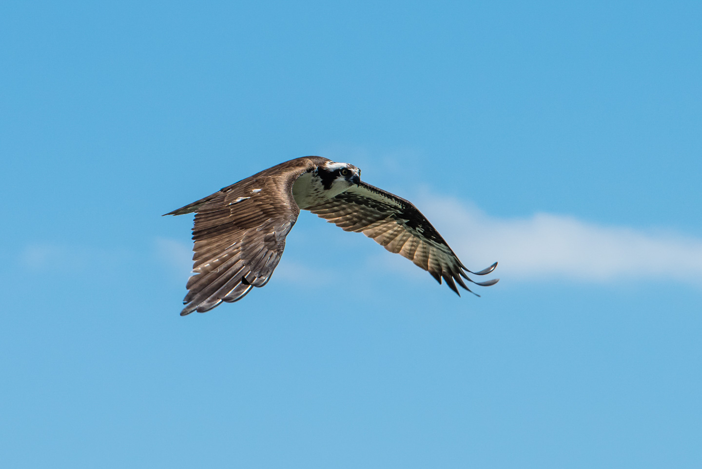 An Osprey in flight