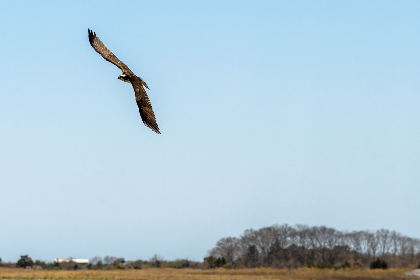 An Osprey banking