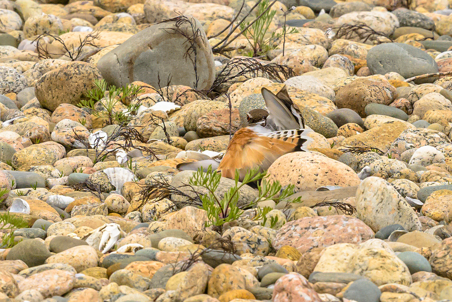 Killdeer grooming in the sand