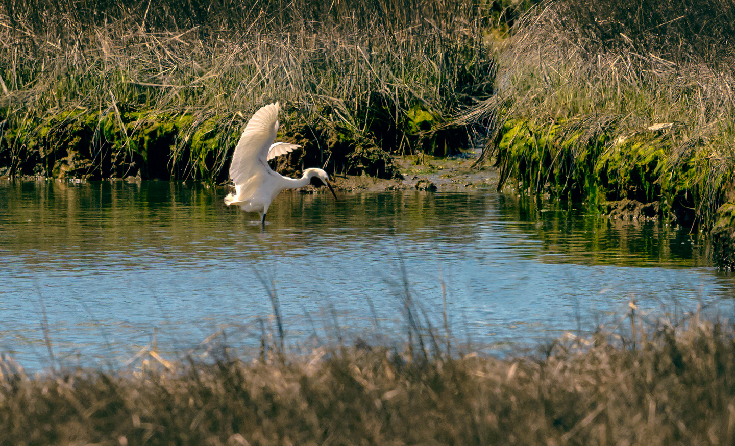 Snowy Egret