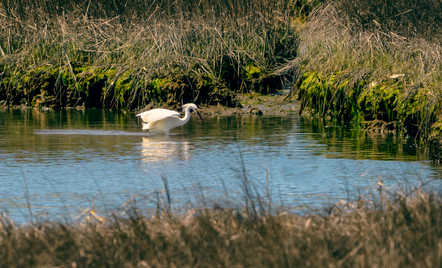 Snowy Egret