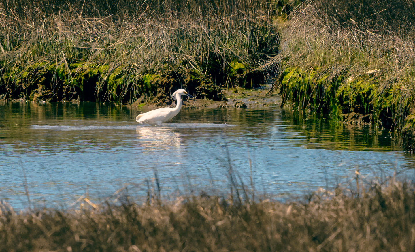 Snowy Egret