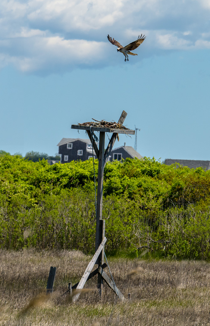 Osprey landing on nest