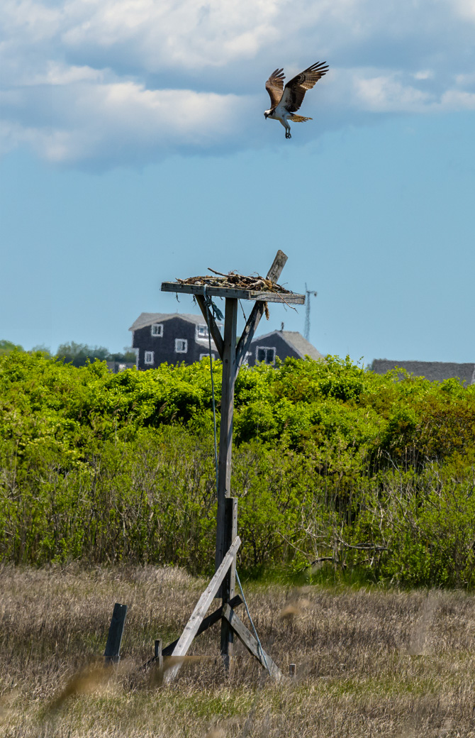 Osprey landing on nest