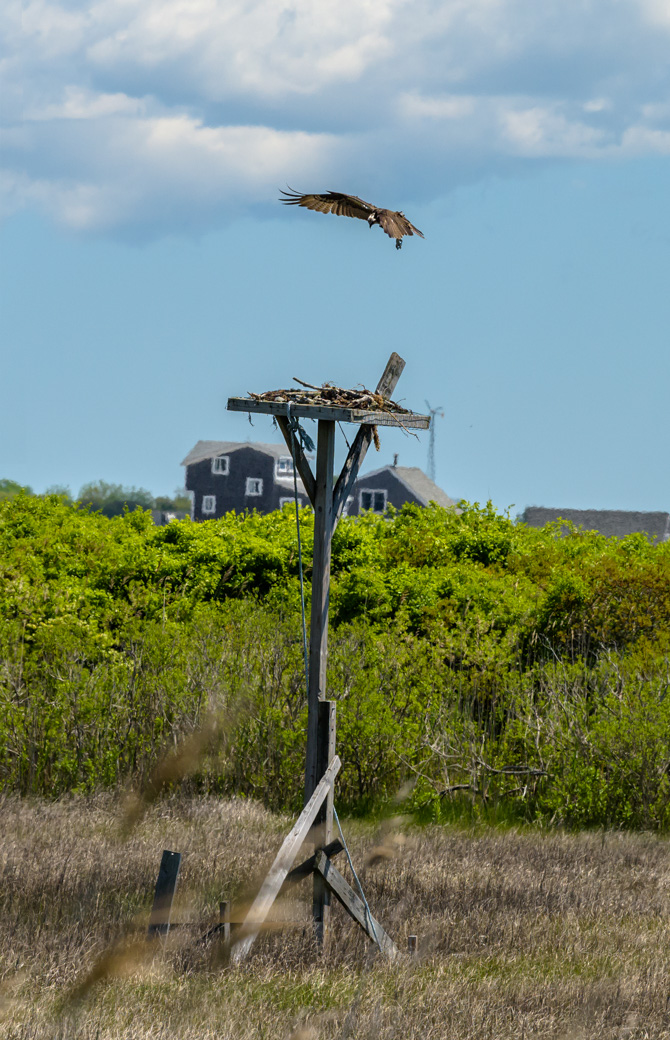 Osprey landing on nest