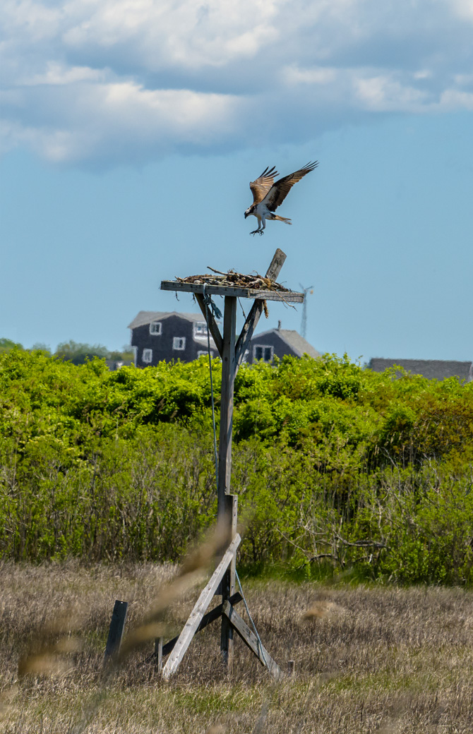 Osprey landing on nest
