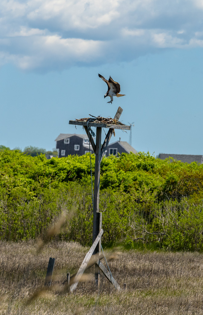 Osprey landing on nest