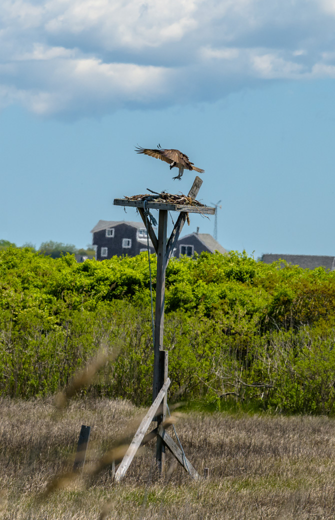 Osprey landing on nest