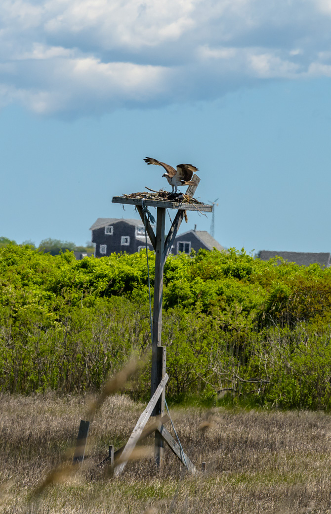 Osprey landing on nest