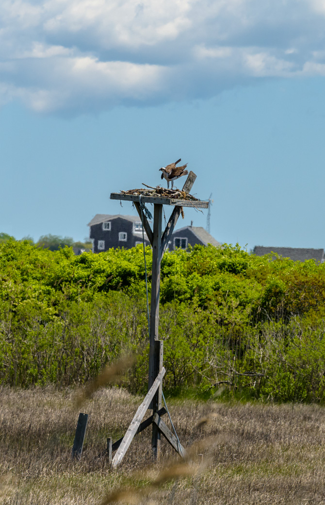 Osprey landing on nest